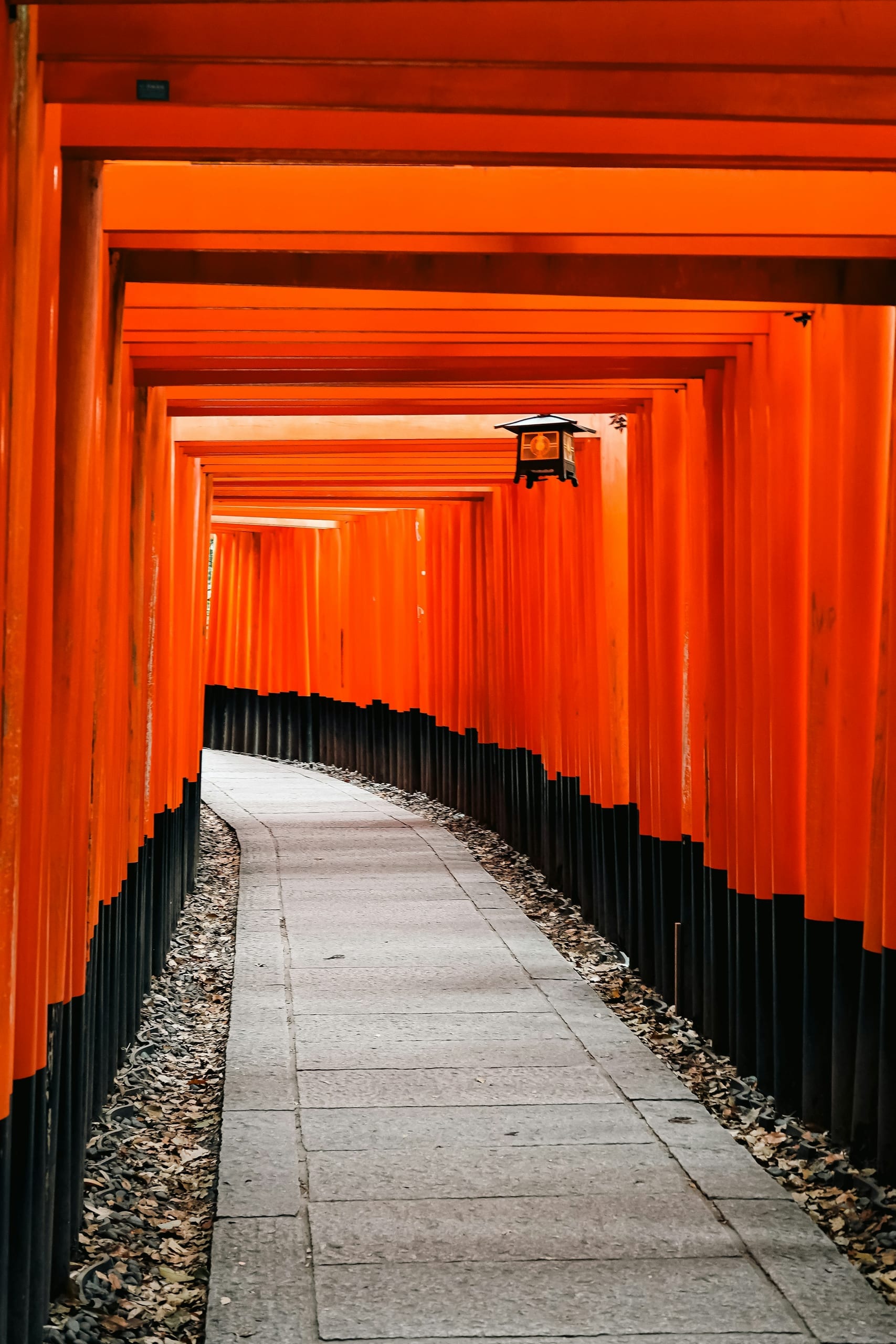 An empty corridor of vermilion torii gates climbing the hillside at Fushimi Inari shrine in early morning mist