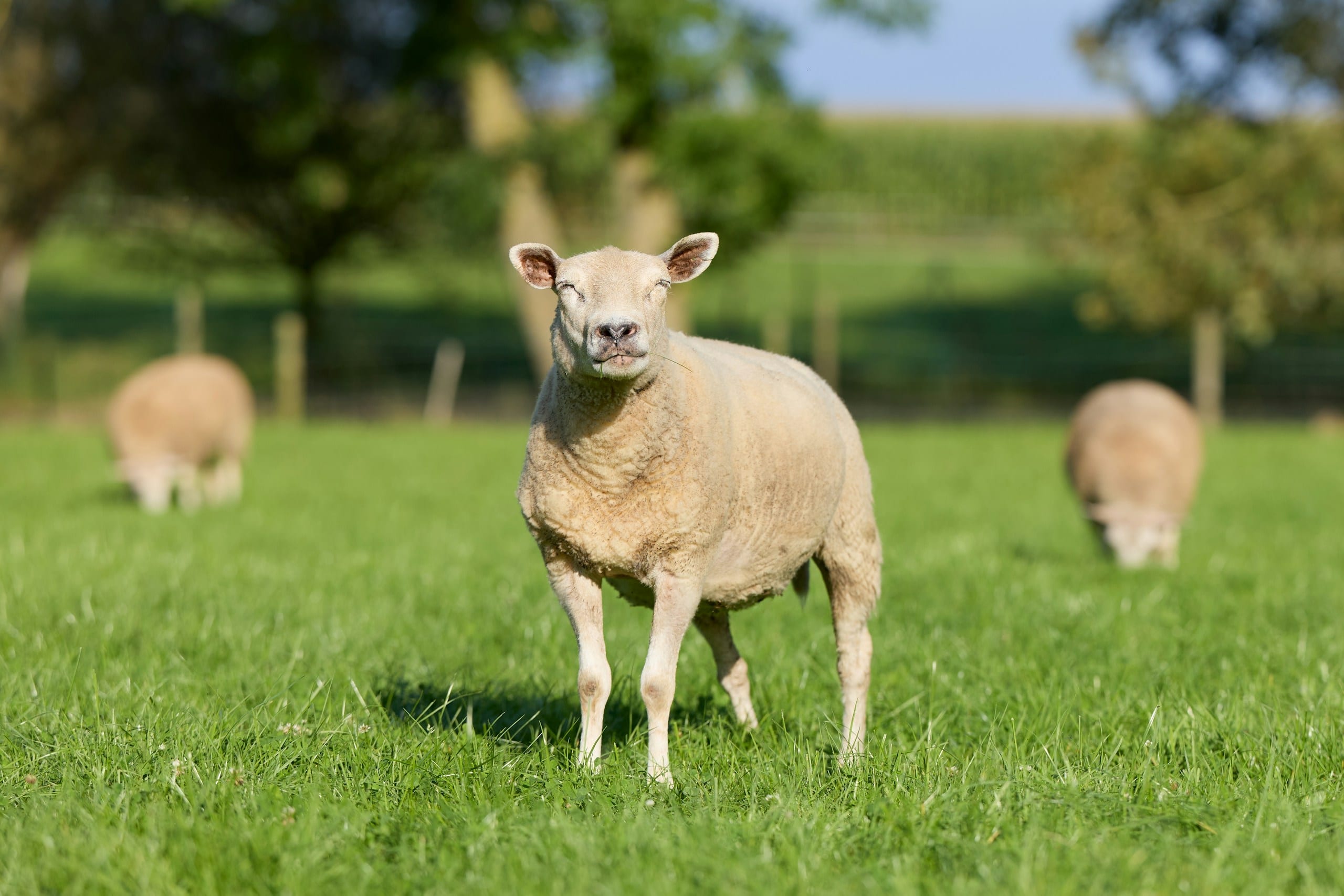 Why I Travel in Sheep Wool Now (and Wash It Far Less Than I Should)