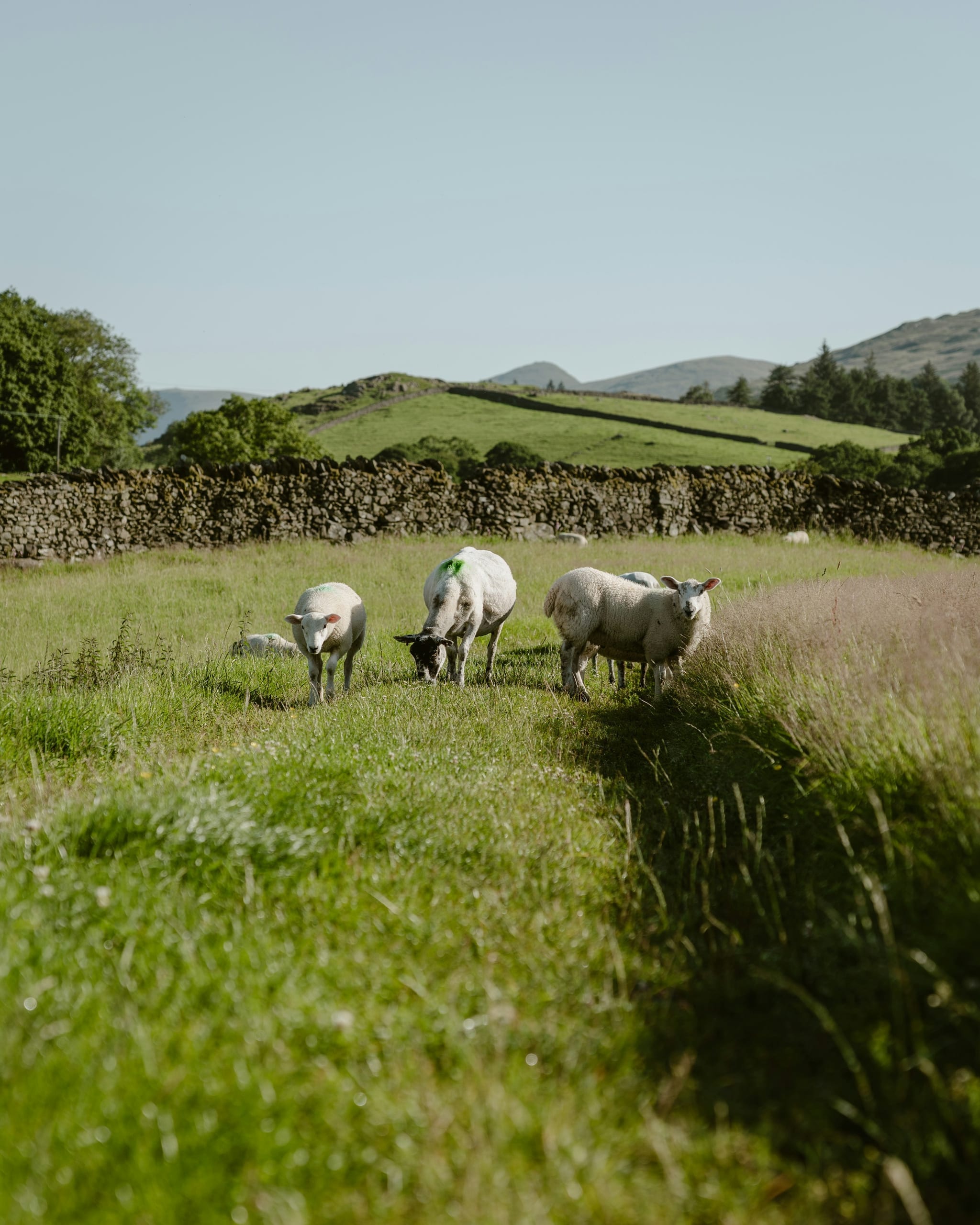 Merino sheep with thick fleece grazing on a green upland pasture